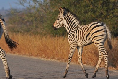 South Africa - Kruger