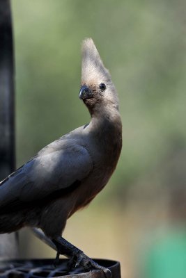 South Africa - Kruger