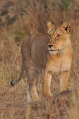 South Africa - Kruger