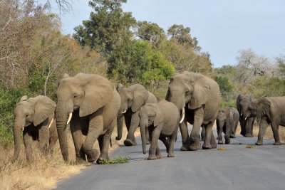 South Africa - Kruger