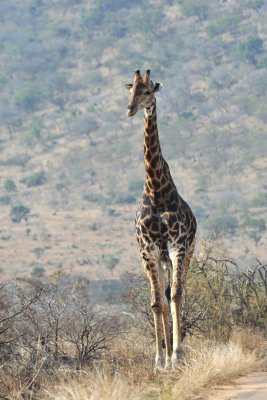 South Africa -  Kruger