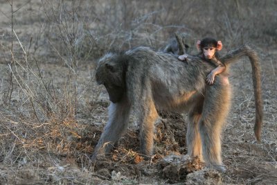 South Africa - Kruger