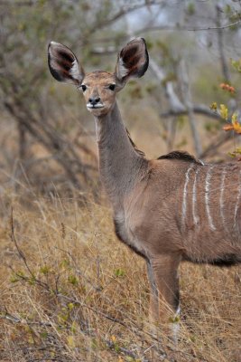 South Africa - Kruger