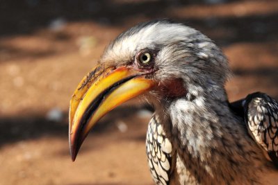 South Africa - Kruger