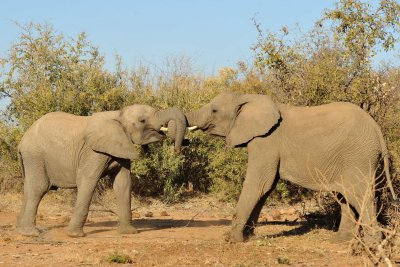 South Africa - Pilanesberg