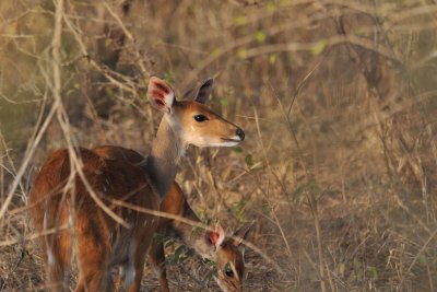 South Africa - Kruger