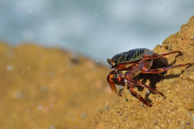 South Africa - Sta Lucia (Indian Ocean)