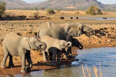 South Africa - Pilanesberg