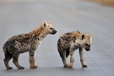 South Africa - Kruger