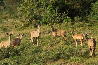 South Africa - Lake Sta Lucia