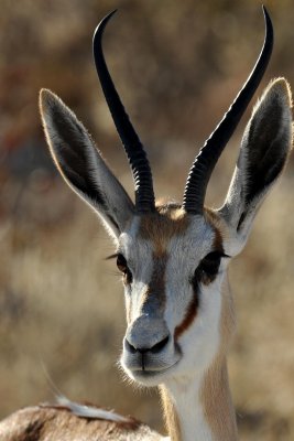 Namibia - Etosha
