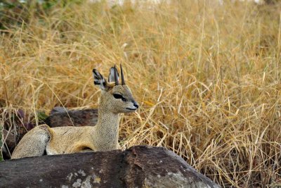 South Africa - Kruger