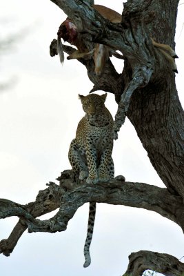 South Africa - Kruger