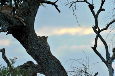 South Africa - Kruger