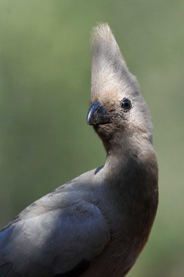 South Africa - Kruger