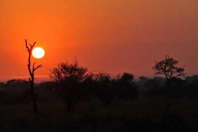 Kruger (South Africa)