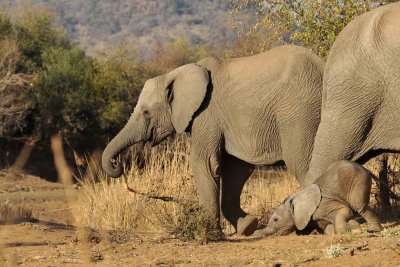 South Africa - Pilanesberg