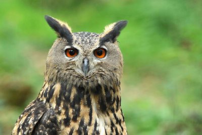 Grand-duc d'Europe - Eurasian eagle-owl