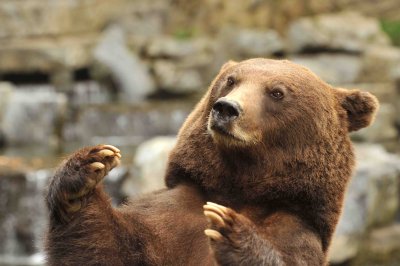 Brown bear - Ours brun