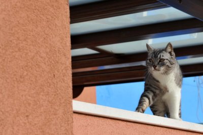 The cats of Burano