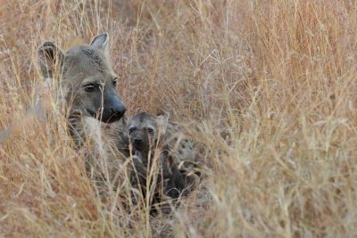 South Africa - Kruger