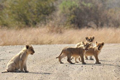 South Africa - Kruger