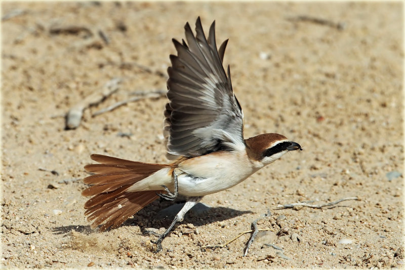 Isabelline Shrike