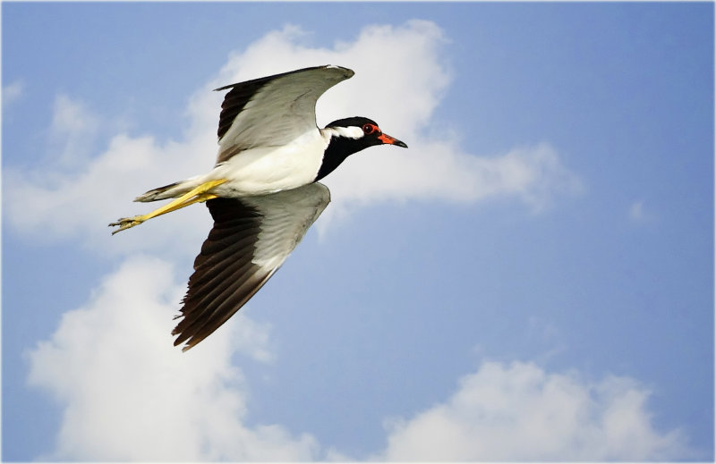 Red Wattled Lapwing 2.jpg
