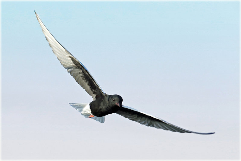 White Winged Tern