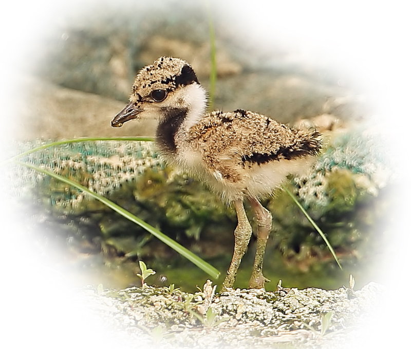 Red Wattled Lapwing Chick net.jpg
