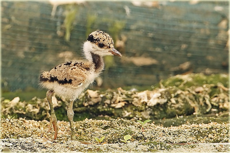 Red Wattled Lapwing Chick 1.jpg