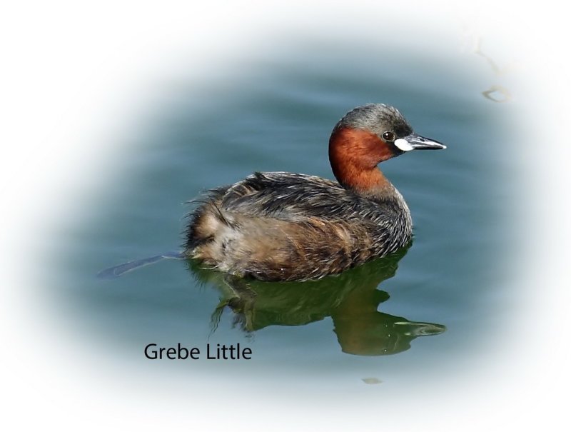 Grebe Little 