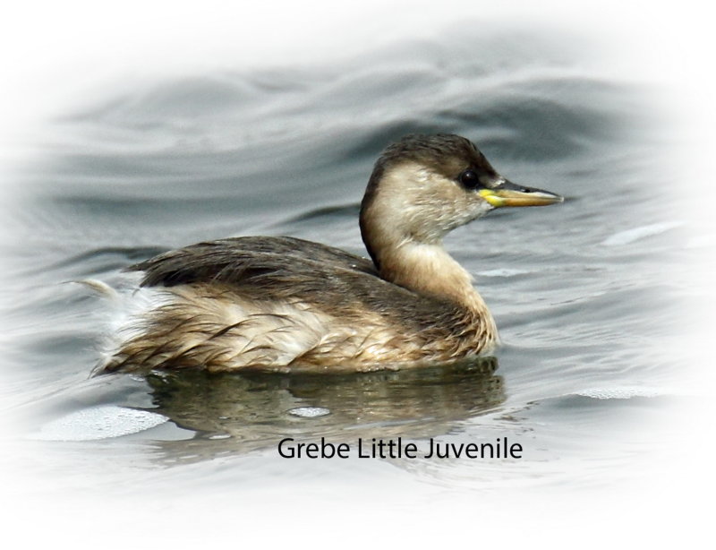 Grebe Little Juvenile