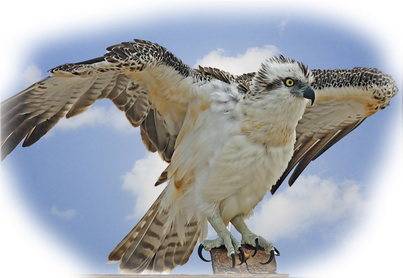 Osprey 