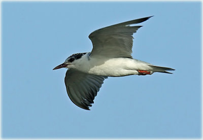 Tern Common 2_resize.jpg