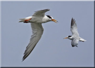 Tern Lesser Crested 1_resize_resize.jpg