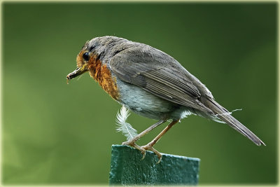 Robin