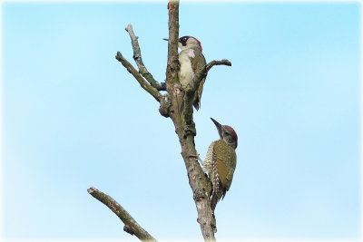 Green Woodpecker