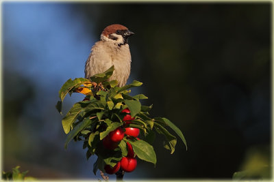 Just a Sparrow