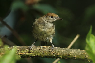 Female Blackcap