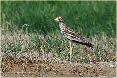 Stone Curlew 