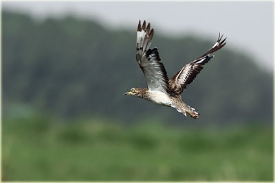 Stone Curlew 