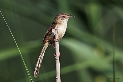 Graceful Prinia 1.jpg