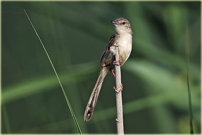 Graceful Prinia 2.jpg