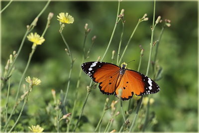 Danaus Chrysippus Butterfly 