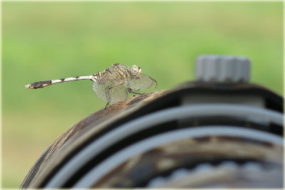 Dragonfly 1.jpg
