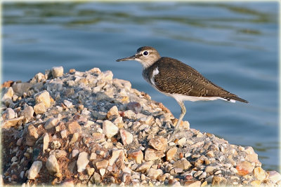 Common Sandpiper.jpg