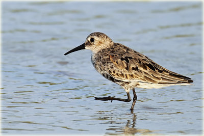 Dunlin.jpg