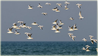 Gulls.jpg