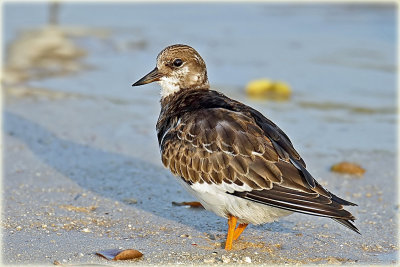 Ruddy Turnstone.jpg